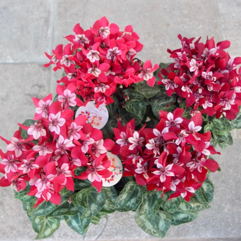 4号鉢】ガーデンシクラメン「ジックス」ワインレッド