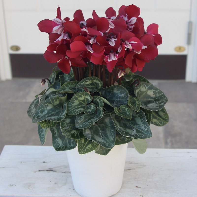 4号鉢】ガーデンシクラメン「ジックス」ワインレッド