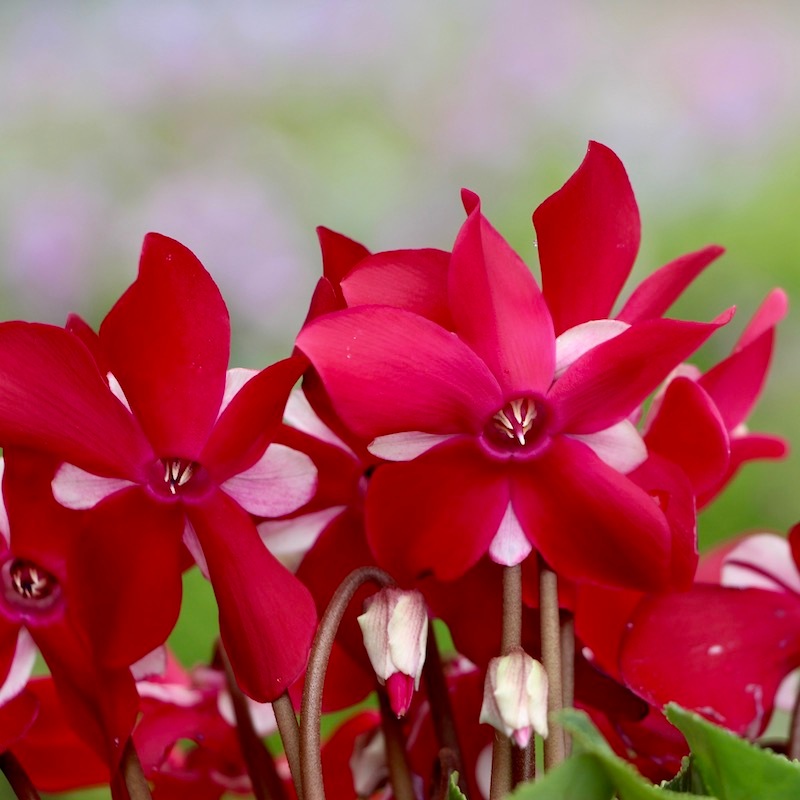 ワイン色木蓮 鉢ごと発送 IMG_0554_512x768.png?v=1727769598