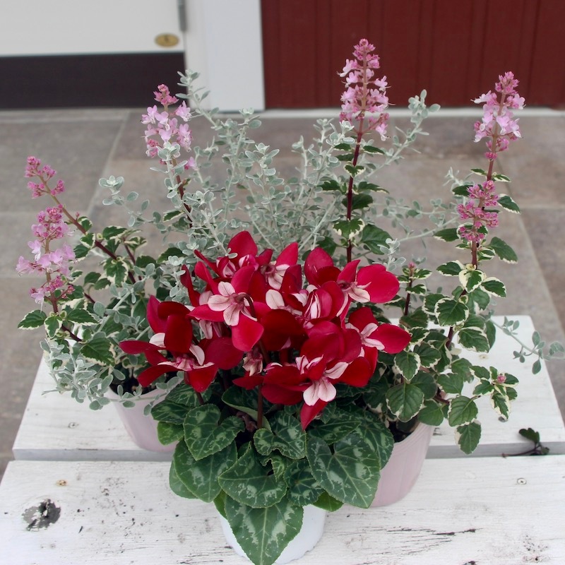 ワイン色木蓮 鉢ごと発送 IMG_0554_512x768.png?v=1727769598