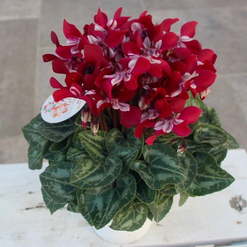 ワイン色木蓮 鉢ごと発送 4号鉢】ガーデンシクラメン「ジックス」ワインレッド