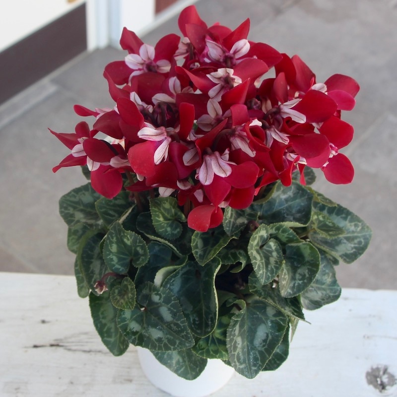 4号鉢】ガーデンシクラメン「ジックス」ワインレッド