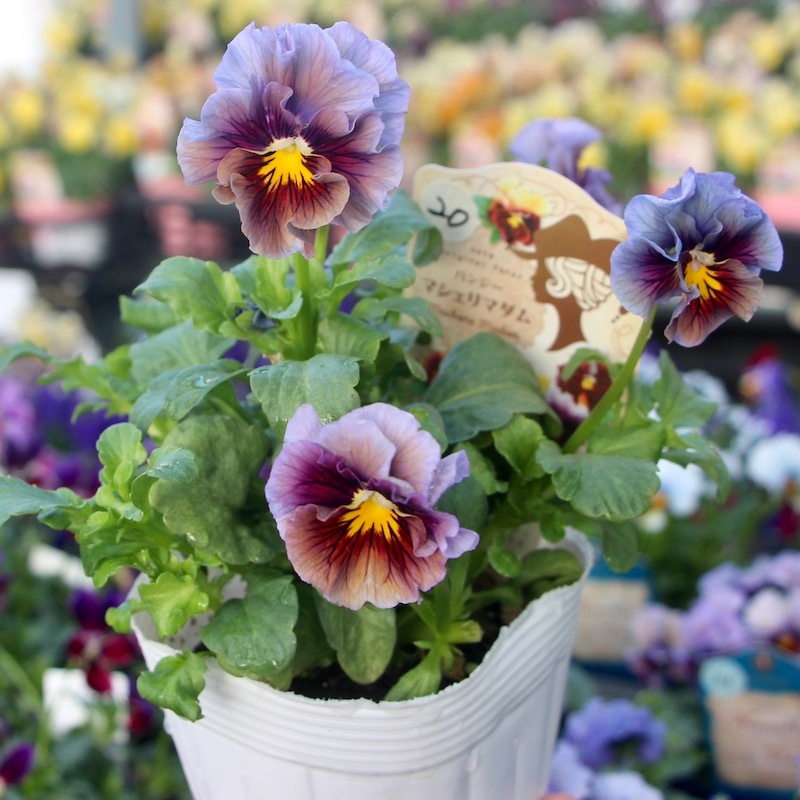 うえたパンジー「マシェリマダム」＜20番＞(3.5号ポット)