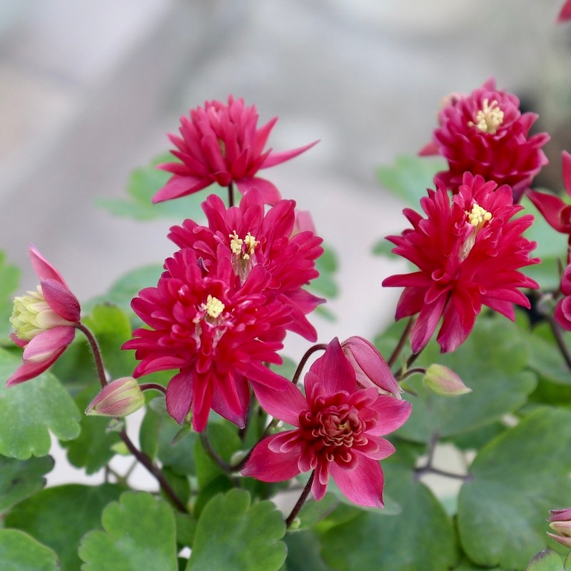 ♥️11 レッドエルリカ(大株・美苗)／usajii うさ爺 多肉植物 ♥️11 レッドエルリカ(大株・美苗)／usajii うさ爺 多肉植物 ♥️11