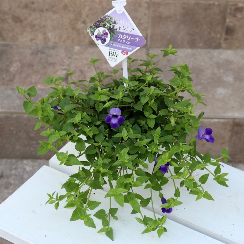 2024年NEW☆PWブランドの這い性☆スーパートレニア・カタリーナ