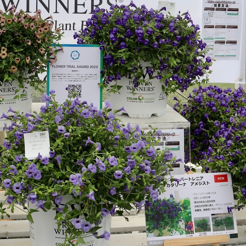 2024年NEW☆PWブランドの這い性☆スーパートレニア・カタリーナ