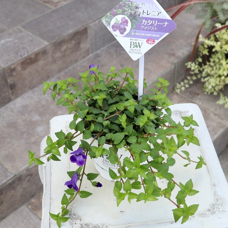 2024年NEW☆PWブランドの這い性☆スーパートレニア・カタリーナ