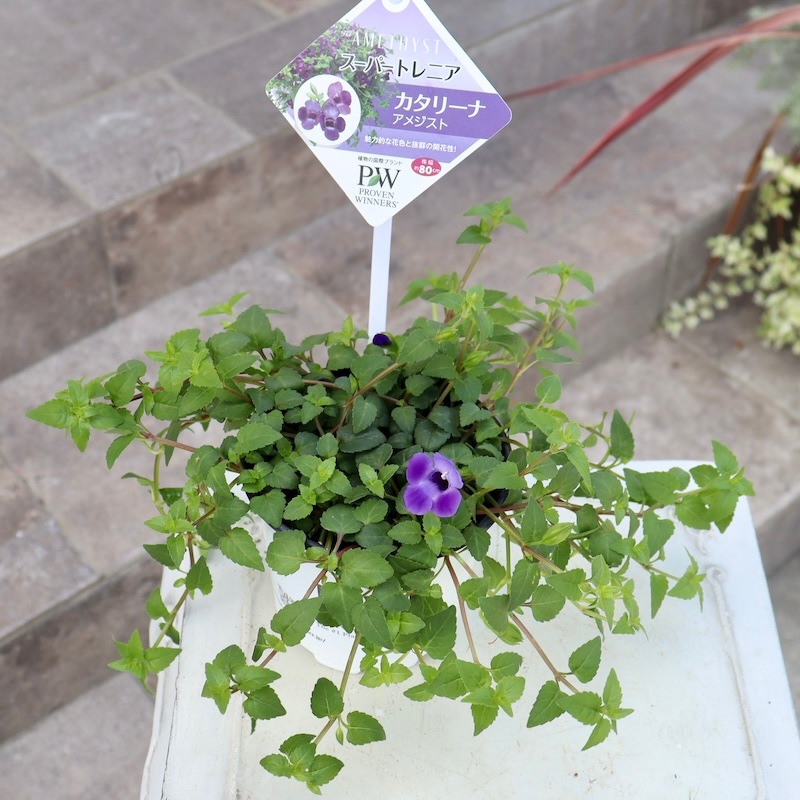 2024年NEW☆PWブランドの這い性☆スーパートレニア・カタリーナ