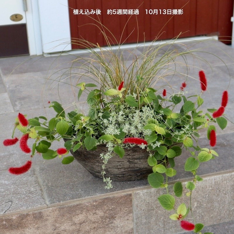 お値打ち1点物☆寄せ植え見本鉢「キャットテールって可愛いのね」