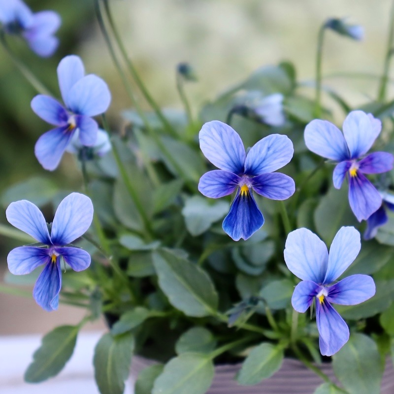 画像の現品1点限り!!うえたビオラ「パピヨンワールド」246番