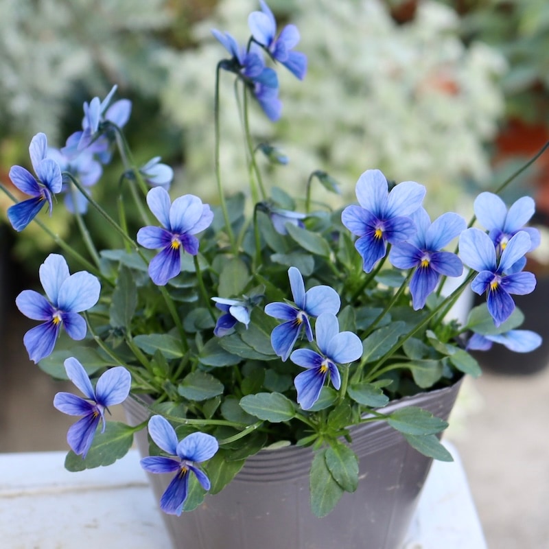 画像の現品1点限り!!うえたビオラ「パピヨンワールド」246番