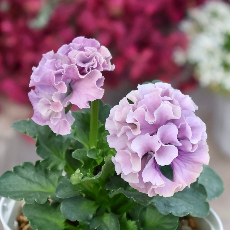 画像の現品1点限り☆スペシャルなサトウ園芸さんのパンジー・ローブ