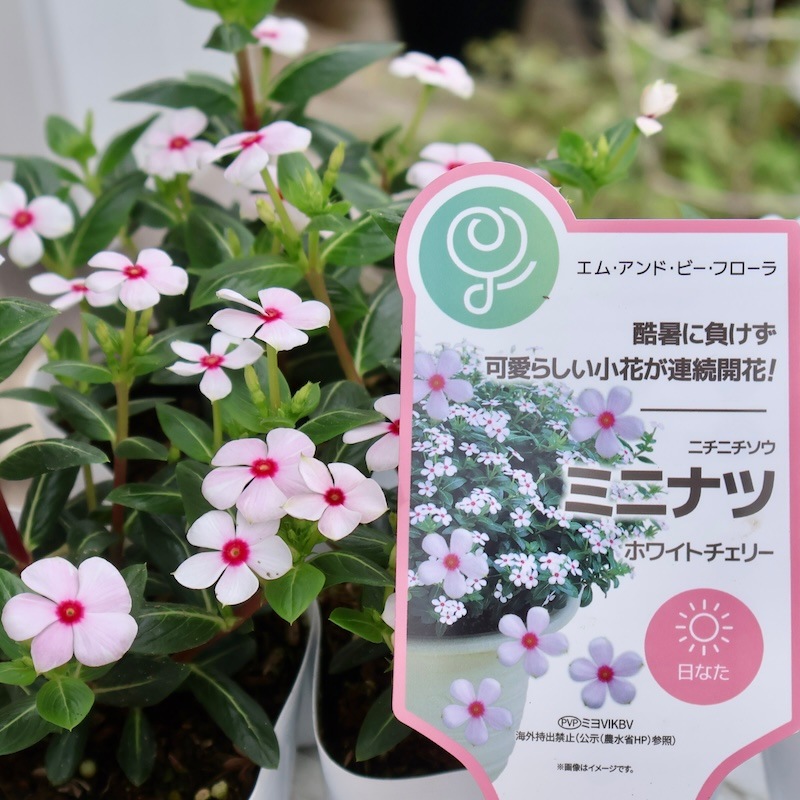 丸っこい花弁の小輪花がキュート♪ニチニチソウ・ミニナツ「ホワイト