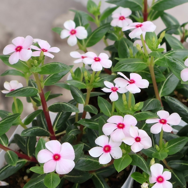 丸っこい花弁の小輪花がキュート♪ニチニチソウ・ミニナツ「ホワイト