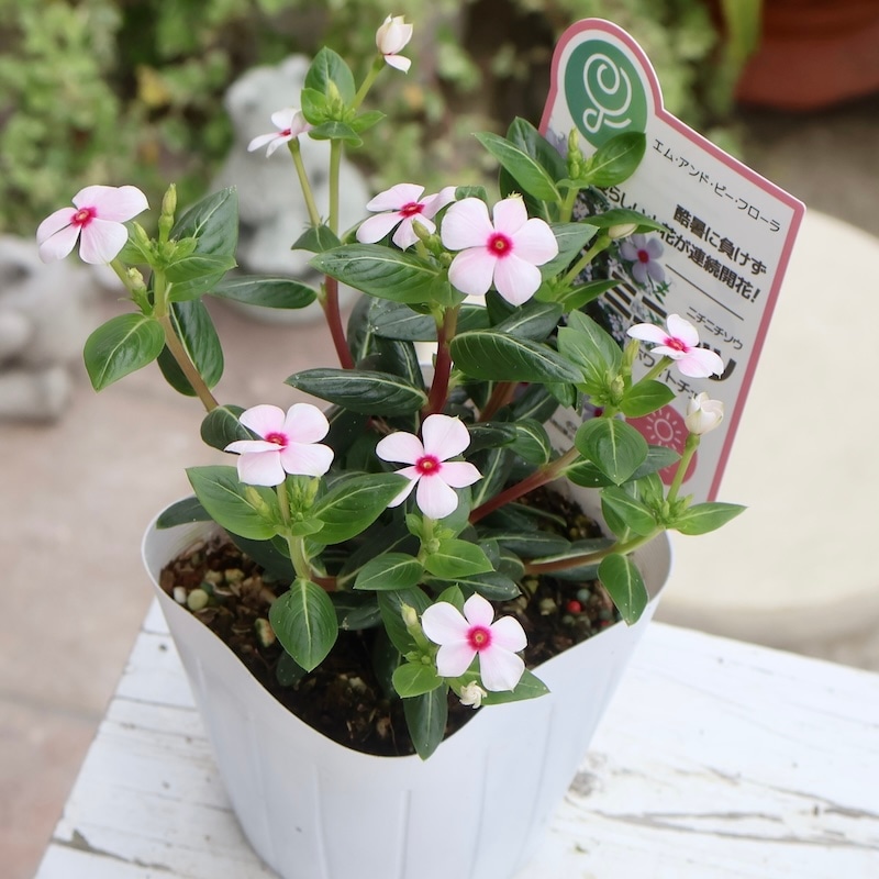 丸っこい花弁の小輪花がキュート♪ニチニチソウ・ミニナツ「ホワイト