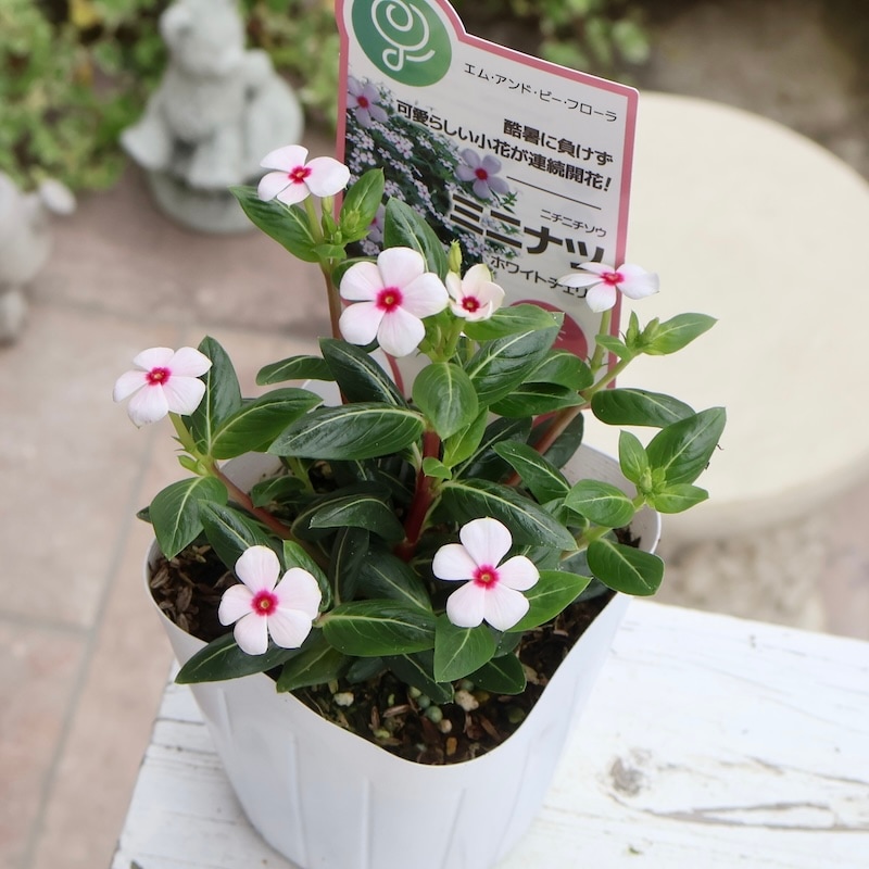 丸っこい花弁の小輪花がキュート♪ニチニチソウ・ミニナツ「ホワイト