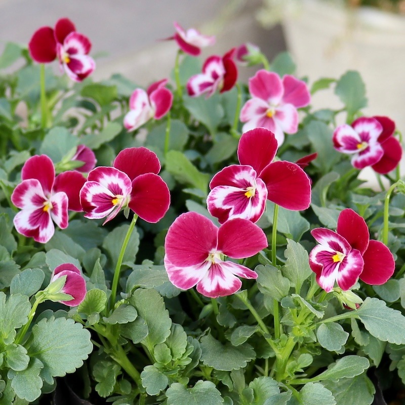 14_000000000161.jpg?1731927995