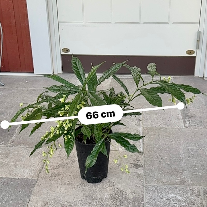 クラリンドウ　苗　白/ホワイト　花木　観葉植物 現品1点限り》クラリンドウ（クレロデンドルム・ウォリキー）【5号鉢
