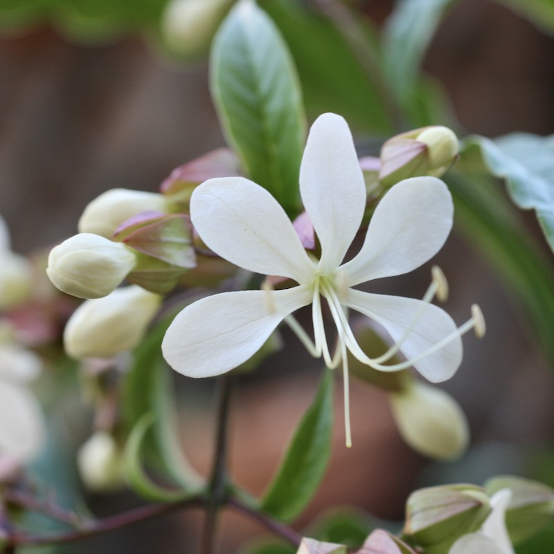 クラリンドウ　苗　白/ホワイト　花木　観葉植物 現品1点限り》クラリンドウ（クレロデンドルム・ウォリキー）【5号鉢