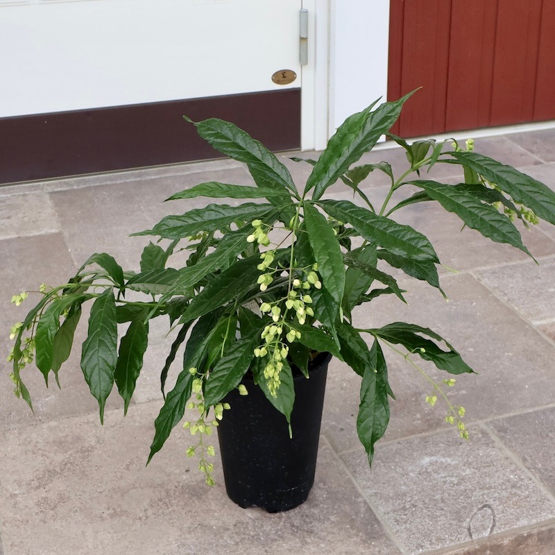 クラリンドウ　苗　白/ホワイト　花木　観葉植物 現品1点限り》クラリンドウ（クレロデンドルム・ウォリキー）【5号鉢