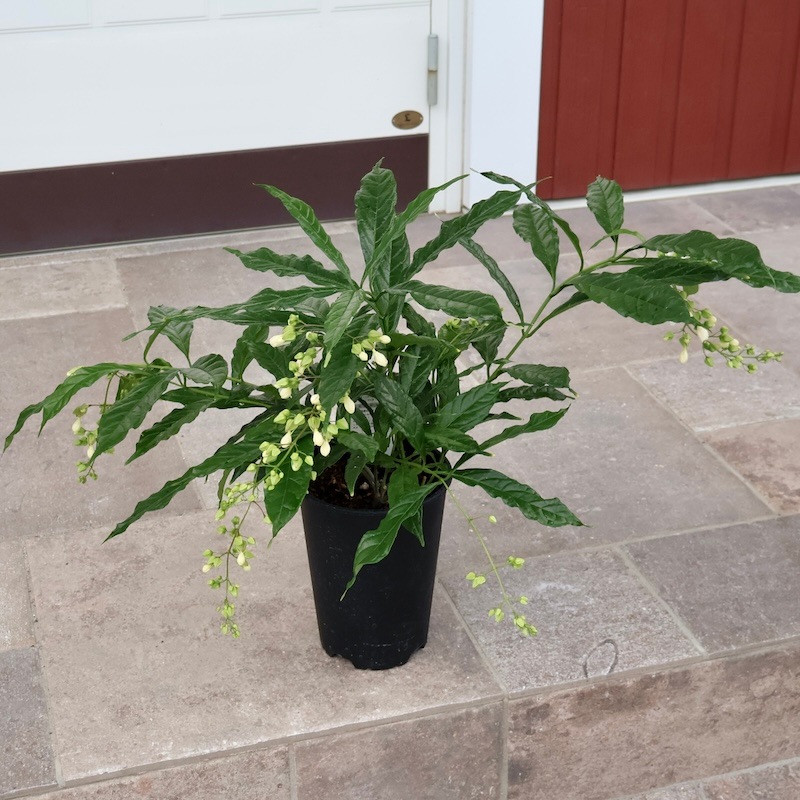 クラリンドウ　苗　白/ホワイト　花木　観葉植物 クラリンドウ（クレロデンドロン）鉢植え 籐かご付 白い花 : クロス