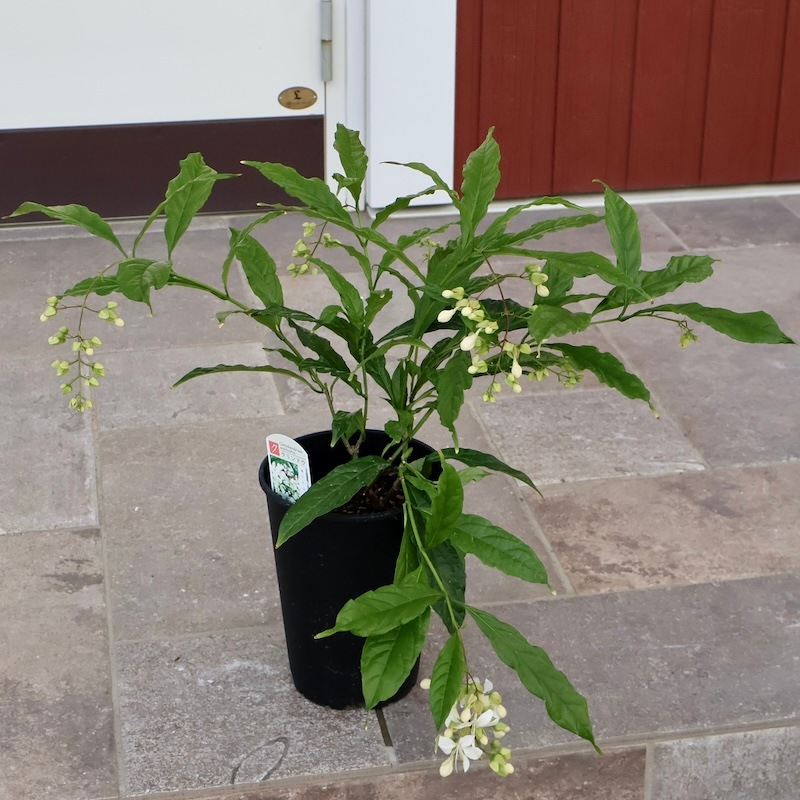 クラリンドウ　苗　白/ホワイト　花木　観葉植物 現品1点限り》クラリンドウ（クレロデンドルム・ウォリキー）【5号鉢