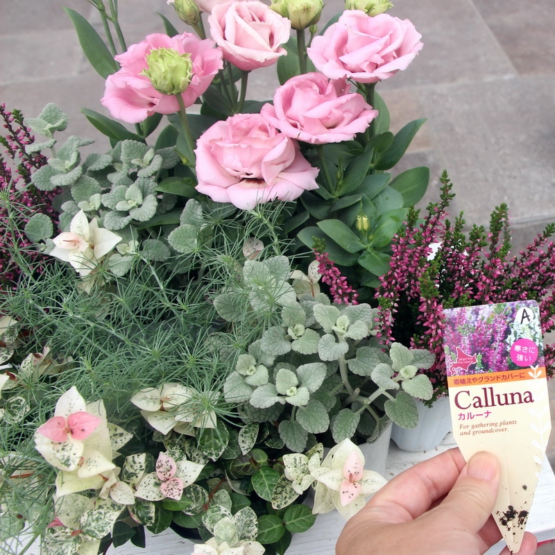 トルコキキョウ「アローサピンク」