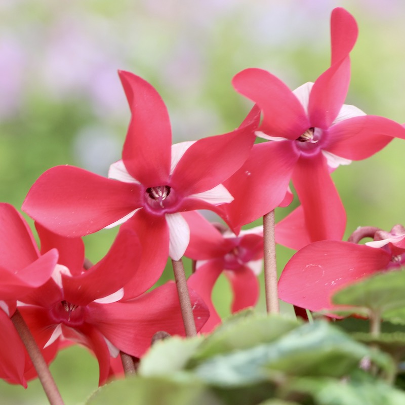 4号鉢】ガーデンシクラメン「ジックス」サーモンピンク