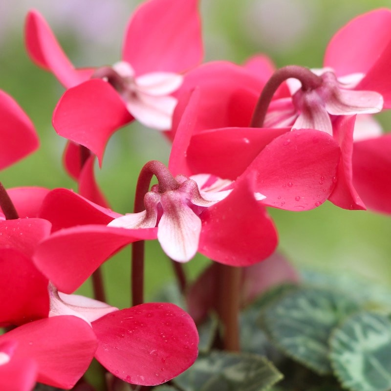 4号鉢】ガーデンシクラメン「ジックス」サーモンピンク