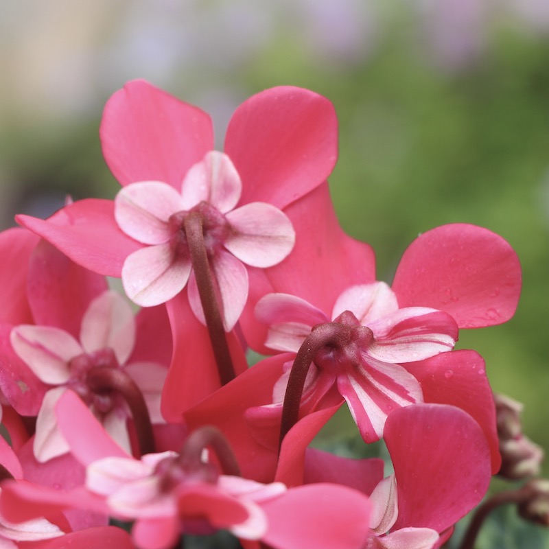 NaruMina　ピンク赤柄　サーモンピンク水玉　赤ポンポン　フラメンコ 0000000161273_L28HEPF.jpg