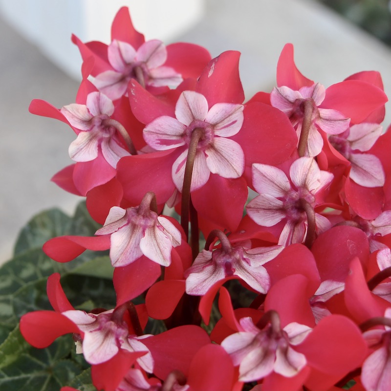 NaruMina　ピンク赤柄　サーモンピンク水玉　赤ポンポン　フラメンコ 0000000161273_L28HEPF.jpg