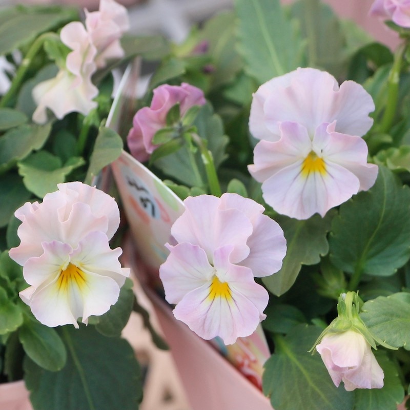花日和さんのフリル咲きビオラ「華あられ」<22-07> 花日和さんのフリル咲きビオラ「華あられ」<22-07>