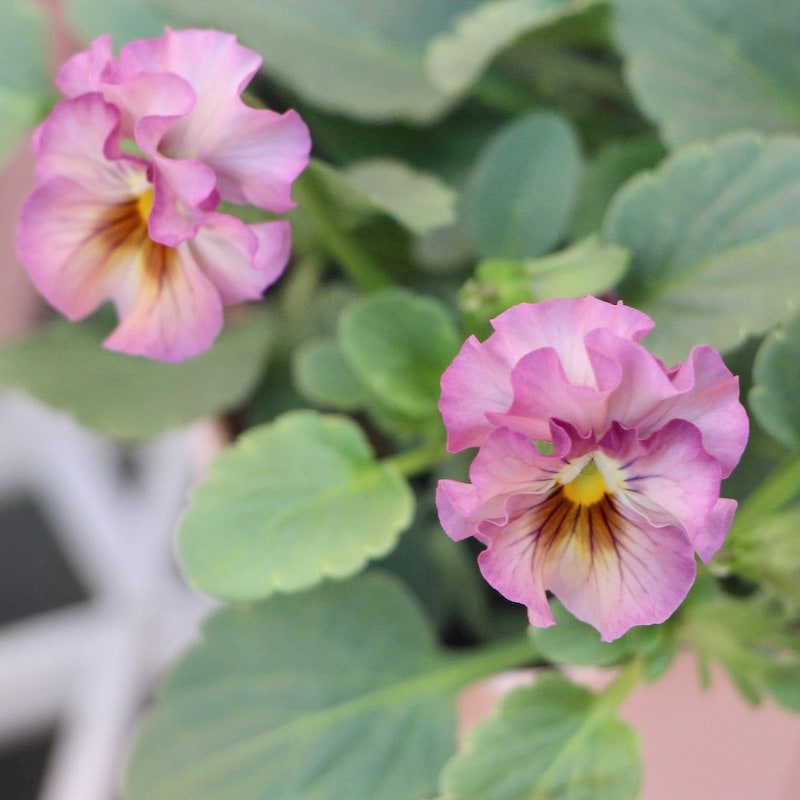 花日和さんのフリル咲きビオラ「華あられ」<22-07> 花日和さんのフリル咲きビオラ「華あられ」<22-07>