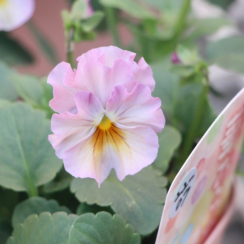 花日和さんのフリル咲きビオラ「華あられ」<22-07> 花日和さんのフリル咲きビオラ「華あられ」<22-07>