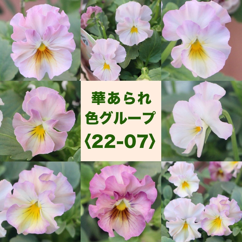 フリル咲きビオラ 華あられ 苗20株