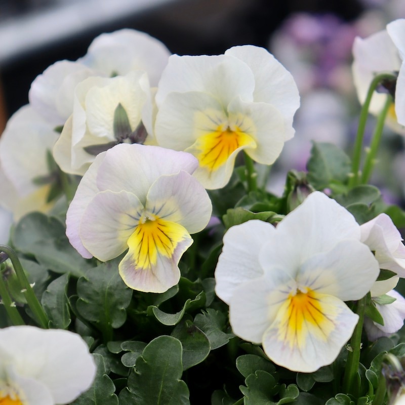 画像の現品1点限り!! 超良株☆桂楓園さんのクリオネパンジー「マジック