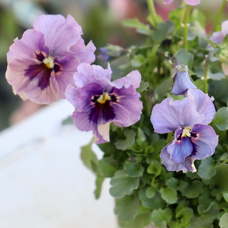 画像の現品!! 石川園芸さんのビオラ「レディ」＜23-25＞