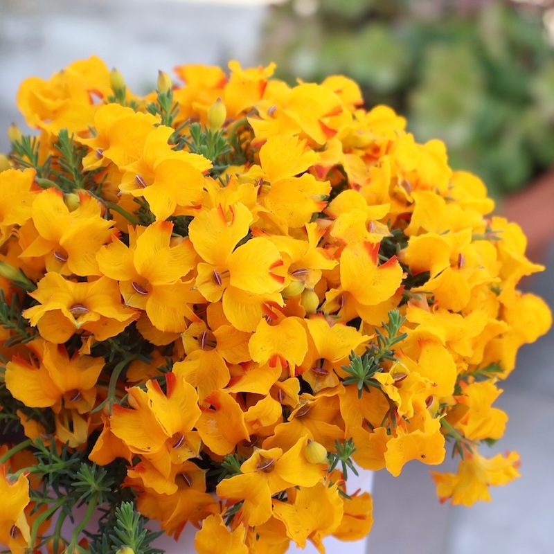 花付き抜群♪初恋草「イノッチイエロー」〔3.5号鉢〕