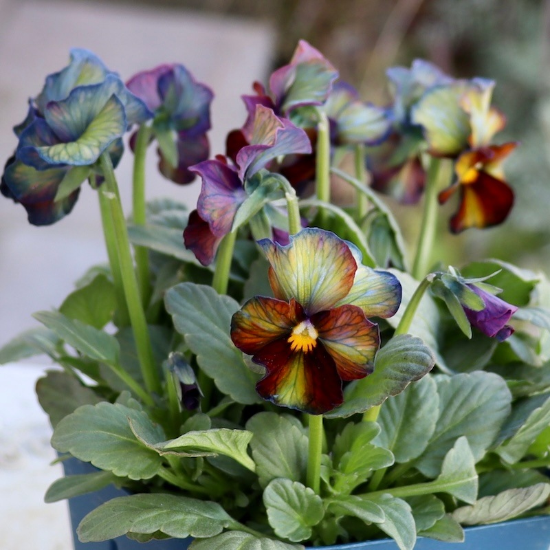 現品1点限り☆スペシャルなサトウ園芸さんのビオラ・ヌーヴェル