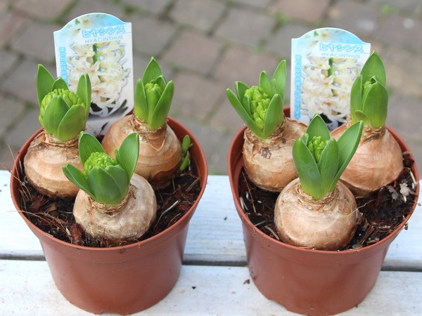 4号鉢】ヒヤシンスの芽出し球根☆ホワイト3球植え