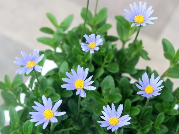 フェリシア「フェリシティブルー」