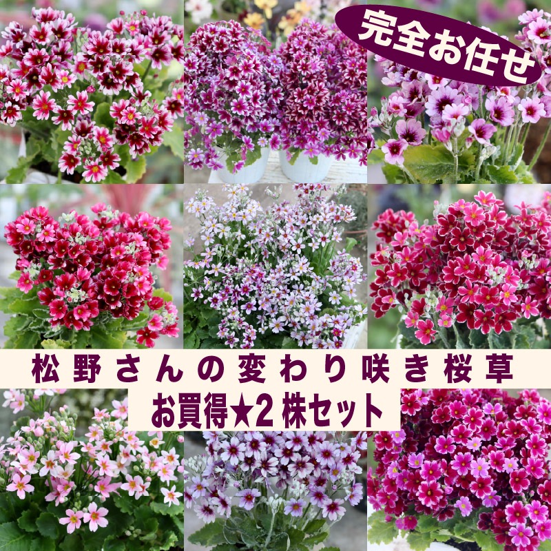 色を選べないからお買得☆お任せ2株セット♪松野さんの変わり咲き桜草