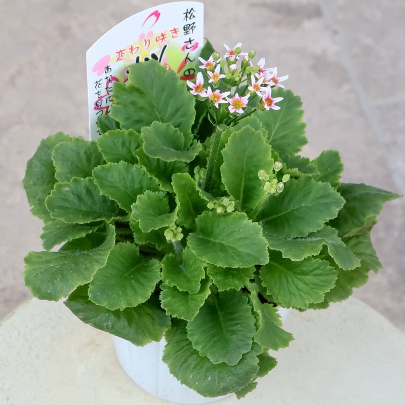 色を選べないからお買得☆お任せ2株セット♪松野さんの変わり咲き桜草