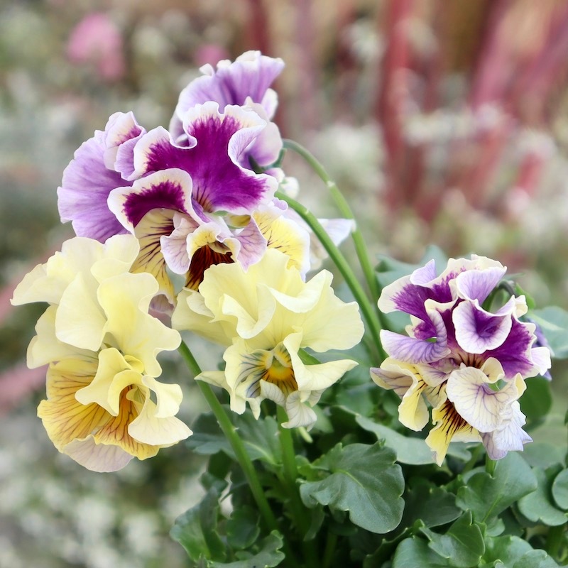 画像の現品1点限り☆Rガーデンさんのアンティークフリルパンジー