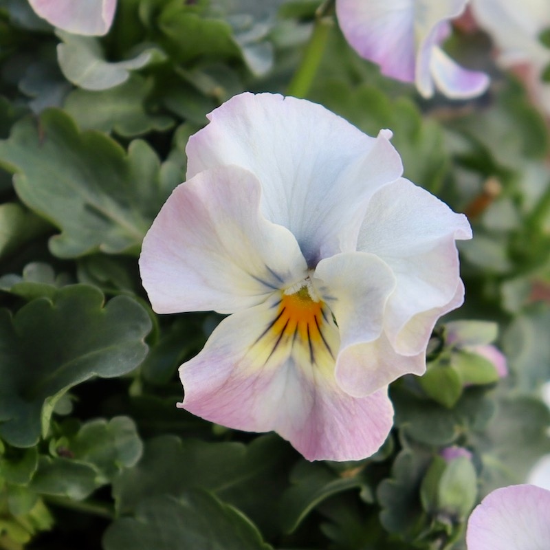 桂楓園 ビオラマジックアワー 希少3苗セット ブルー ビオラレディ