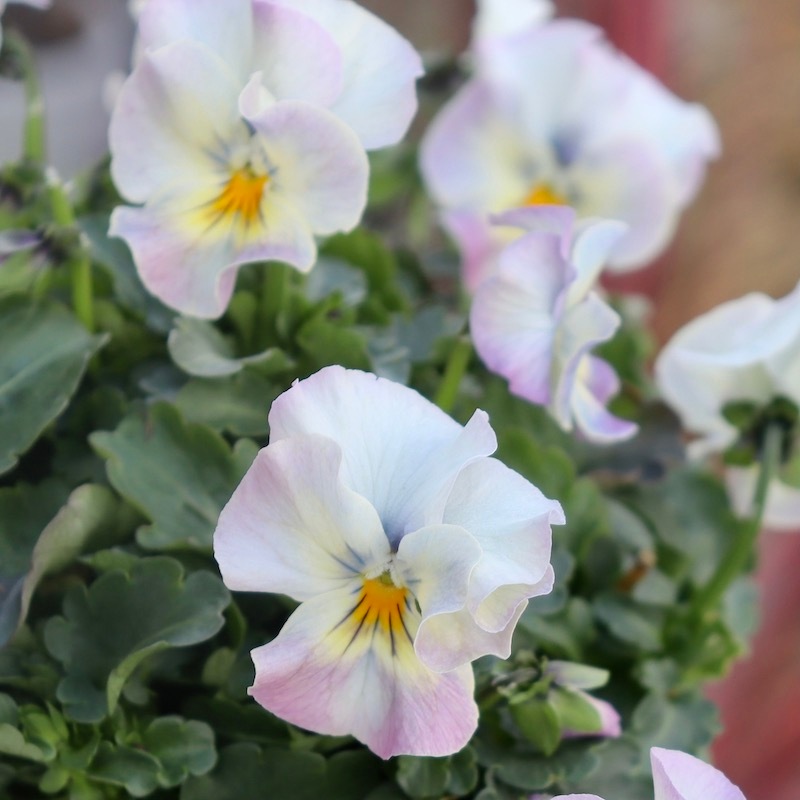 桂楓園 ビオラマジックアワー 希少3苗セット ブルービオラレディ