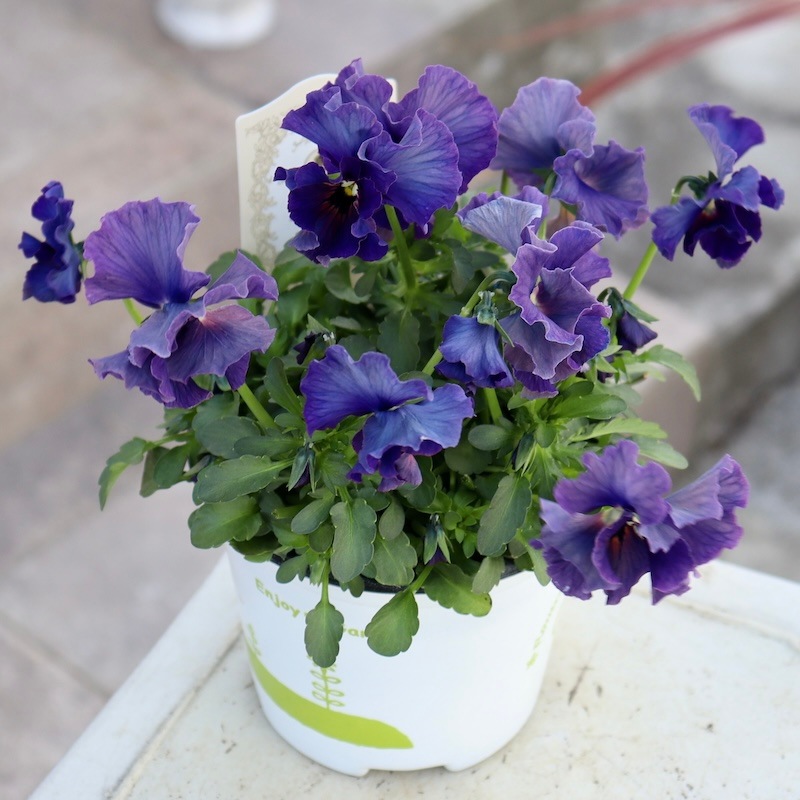 特大の超良株☆画像の現品!! 石川園芸さんのビオラ「レディ