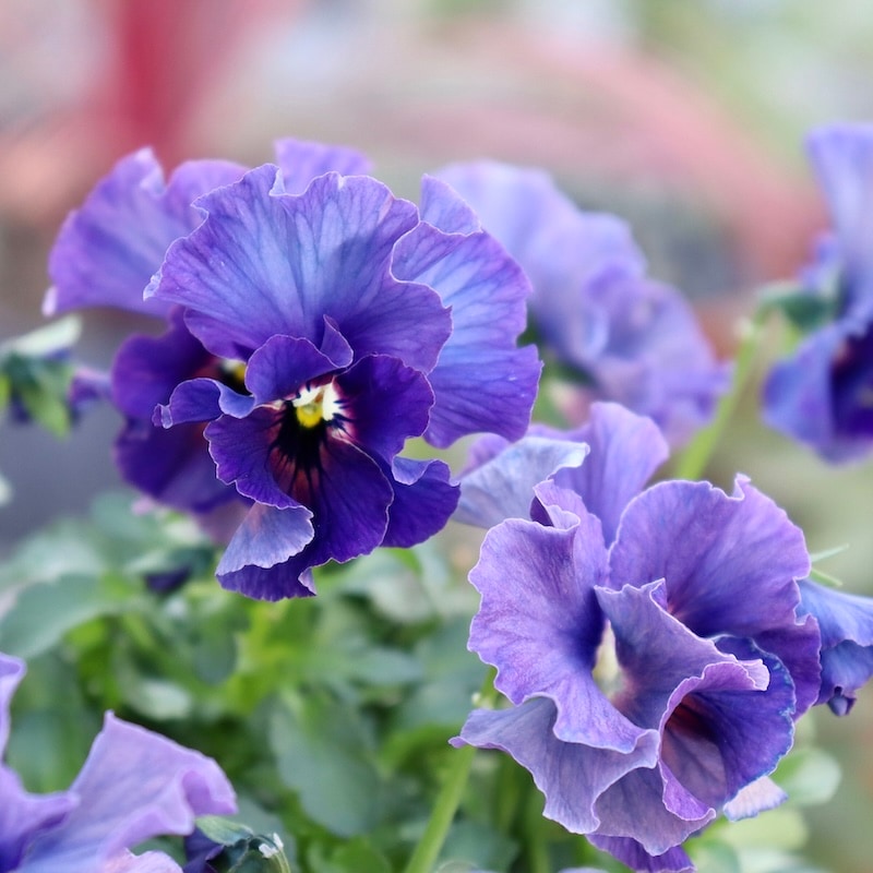 特大の超良株☆画像の現品!! 石川園芸さんのビオラ「レディ