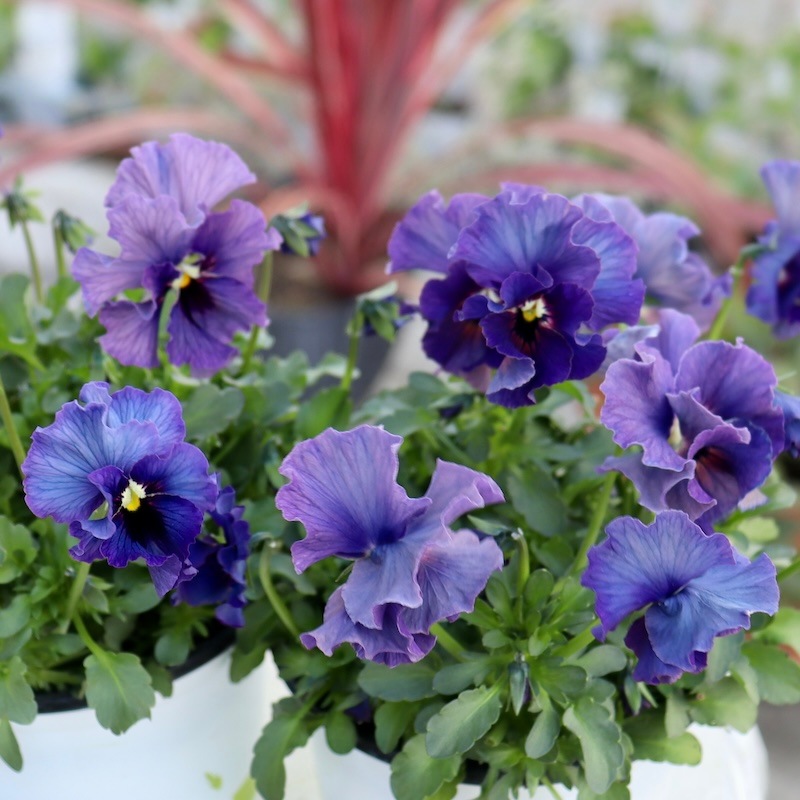 特大の超良株☆画像の現品!! 石川園芸さんのビオラ「レディ