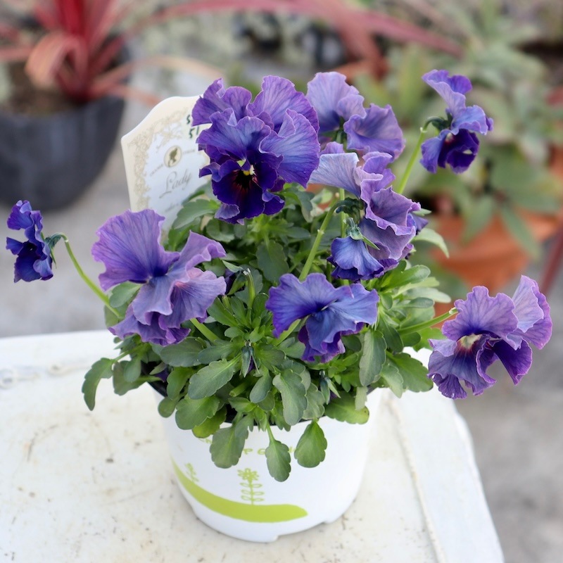 特大の超良株☆画像の現品!! 石川園芸さんのビオラ「レディ